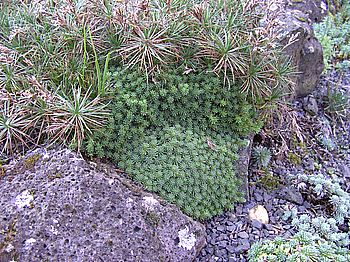 Acantholimon_versus_Saxifraga_fars_2007.jpg