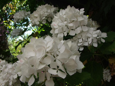 2020_0501JulitagLetzer0130.JPG