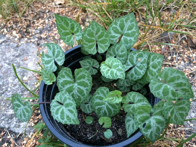 2020-07-30 Viola selkirkii var.jpg