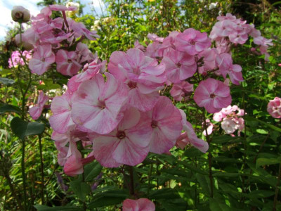 2020_0501JulitagLetzer0022.JPG