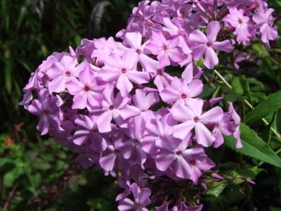 2020_0501JulitagLetzer0001.JPG