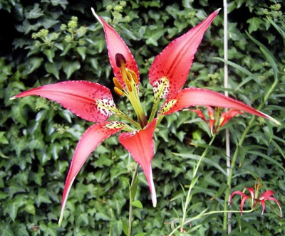 LiliumCatesbaeiFloraSmall.jpg