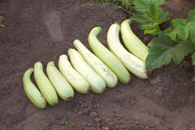 zuccini_bianco_lungo_01_a.jpg