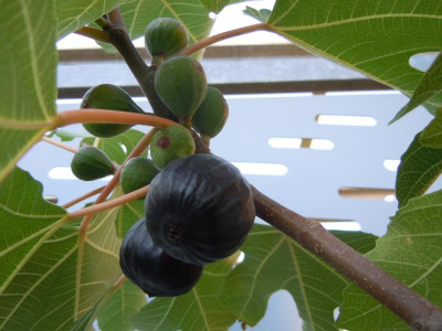 DSCN9943.JPG