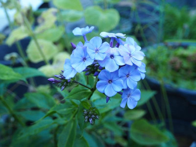 Phlox Blaue Urgewalt P7310078.JPG