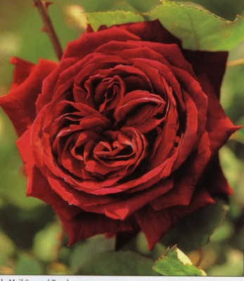 dailymail_scentred_rose.JPG