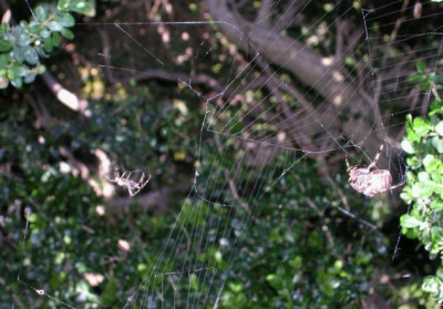 Aranaeus_Hochzeit1.jpg