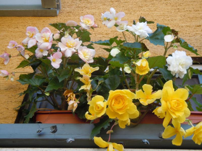 DSCN9898.JPG