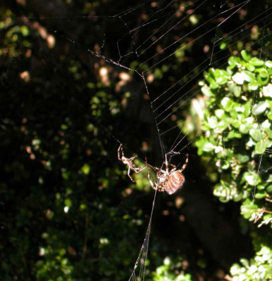 Aranaeus_Hochzeit3.jpg