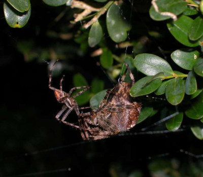 Aranaeus_Hochzeit4.jpg