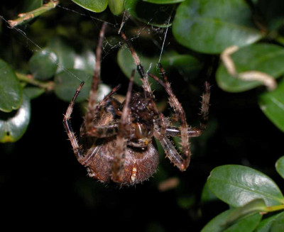 Aranaeus_Hochzeit6.jpg