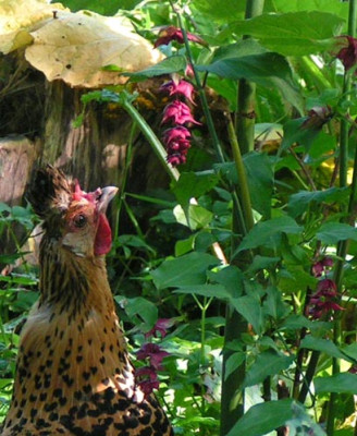Leycesteria_Appenzeller_Huhn.jpg
