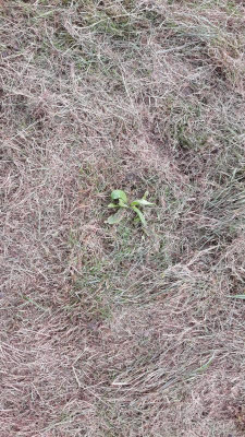 IMG-20200801-WA0000.jpeg