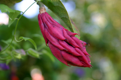 Sommermagnolie0507.jpg