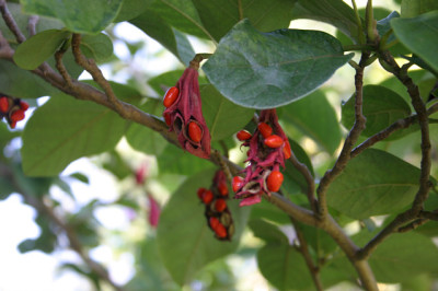 Sommermagnolie0207.jpg