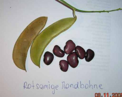 Mondbohne_rotsamig.jpg
