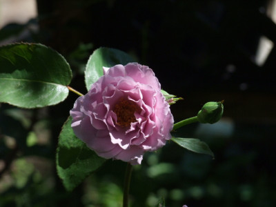 Seven_Seas-Rose.JPG