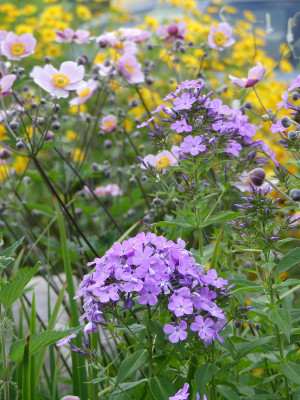 2020-08-01 Phlox 'Luc's Lilac' 1.jpg