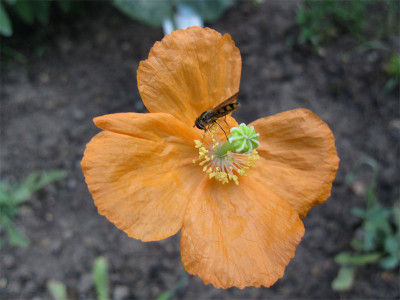 Papaver-popovii1.jpg