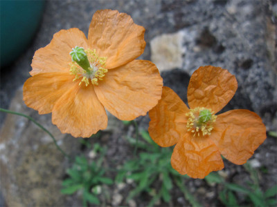 Papaver-popovii2.jpg