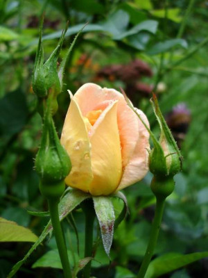 Gottfried_Keller_Herbst.JPG