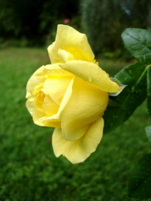 Souvenir_deMarcelProust_Herbst.JPG