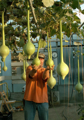 Kalebaswald_v.jpg