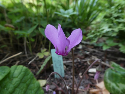 Cyclamen purpurascens Lord 2 200729 k.jpg