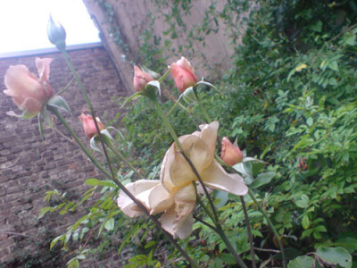 cafebluete_sept_07_2.JPG