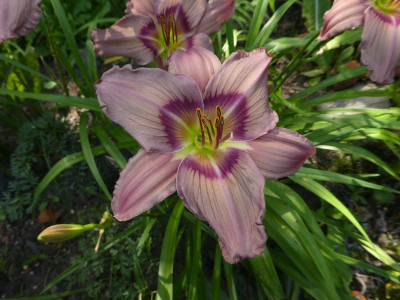 GT01-KL17.7 Akanthus x Trahlyta 200730 k.jpg