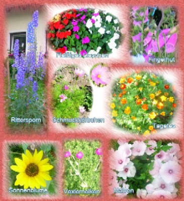 BLUMENMIX_8_Sorten.jpg