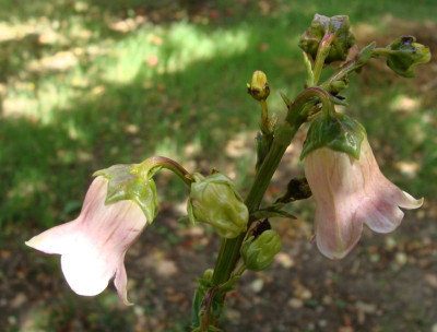 Azorina vidallii20-2.jpg