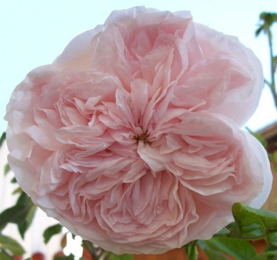 Claire_Rose_ab_b_k_1108.jpg