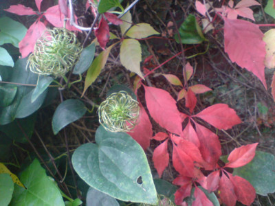 herbststimmung.JPG