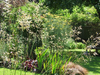 Stipa giganthea.JPG