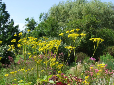 Garten oben.JPG