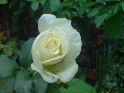 karen_blixen_sept_07_1.JPG