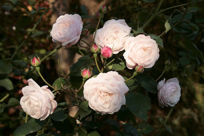 Blanche-Lafitte-07.jpg