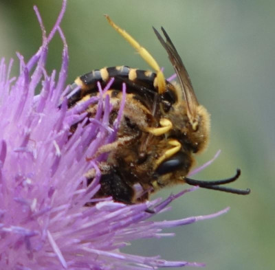 Halictus scabiosae 2020-08-03 II.jpg