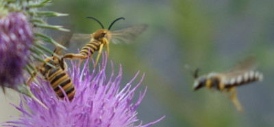 Halictus scabiosae 2020-08-03 III.jpg