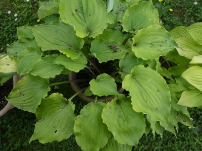 Hosta 'Valley's Lemon Squash' 200613 k.jpg
