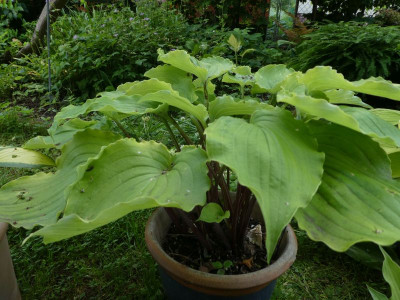 Hosta 'Valley's Lemon Squash' 2 200613 k.jpg