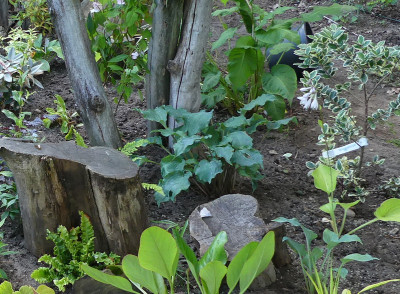 2020-07-14 Hosta 'Frisian Waving Steel'.jpg
