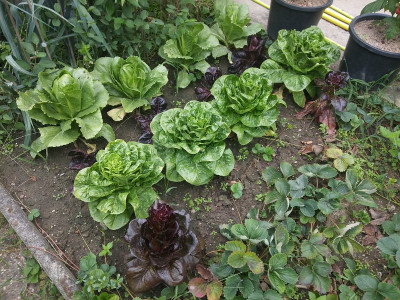 Salat Romana 200802.jpg