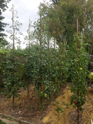 Tomaten 200802.jpg