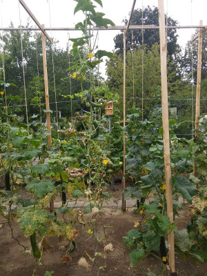 Gurke Moneta 200801.jpg