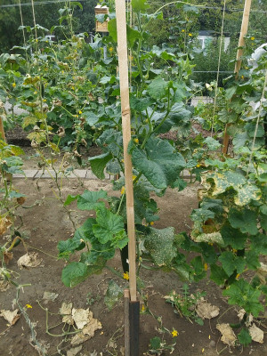 Gurke Freilandgurke aus Russland 200801.jpg