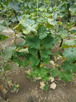 Gurke Gergana 200801.jpg