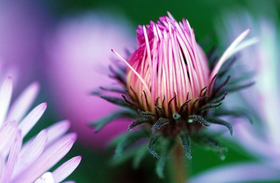 Aster_1_16-09-2007.jpg