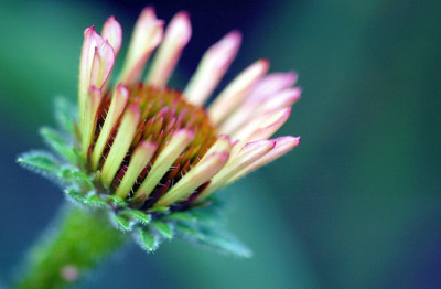 Echinacea_Pixie_Meadowbrite_1_16-09-2007.jpg